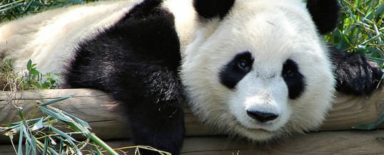 China Family Holidays