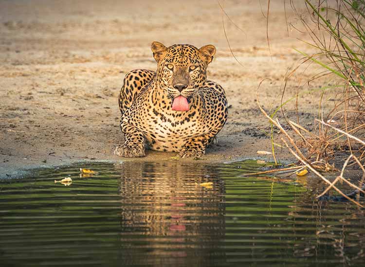 Sri Lanka in depth