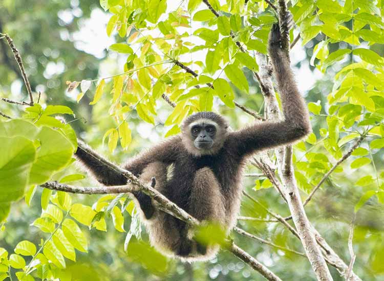Sabah Explorer