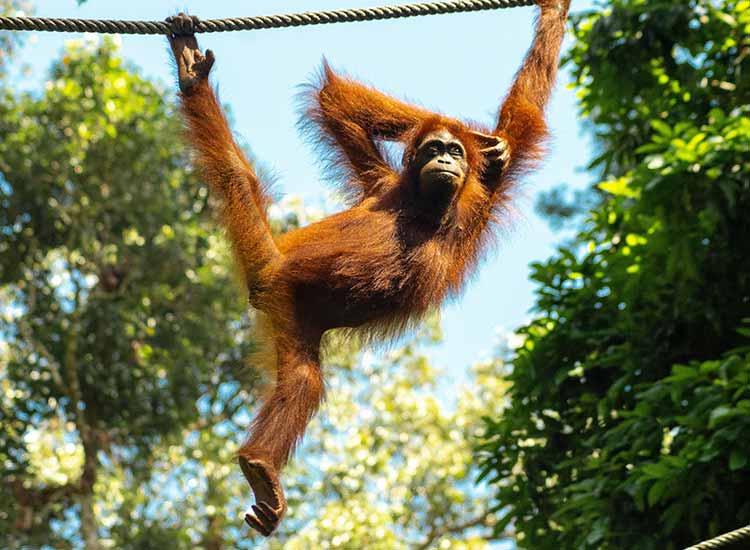 Sabah Borneo Family Holiday